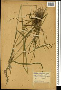 Lolium pratense (Huds.) Darbysh., Кавказ, Грузия (K4) (Грузия)