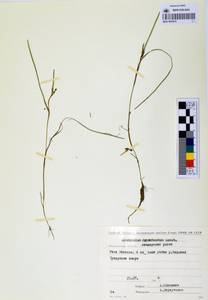 MAG 0003616, Ежеголовник северный  Laest. ex Beurl., Сибирь, Чукотка и Камчатка (S7) (Россия)