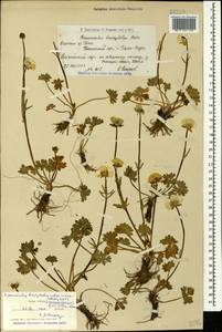 Ranunculus brachylobus subsp. incisilobatus P. H. Davis, Кавказ, Армения (K5) (Армения)