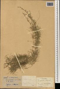 Zoysia matrella (L.) Merr., Зарубежная Азия (ASIA) (КНР)