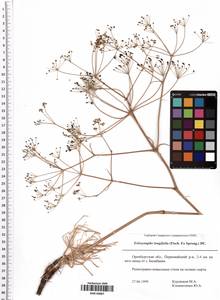 Ferula longifolia Fisch. ex Spreng., Восточная Европа, Восточный район (E10) (Россия)