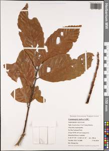 Castanopsis indica (Roxb. ex Lindl.) A.DC., Зарубежная Азия (ASIA) (Вьетнам)