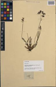 To Moscow University Herbarium (Fimbristylis amblyphylla MW0591520 isotype 1)