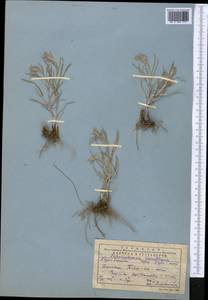 Кузиния ложномягкая C. Winkl., Средняя Азия и Казахстан, Западный Тянь-Шань и Каратау (M3) (Казахстан)