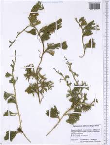 Дифазиаструм ситхинский (Rupr.) Holub, Сибирь, Чукотка и Камчатка (S7) (Россия)
