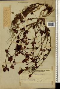 Клевер луговой L., Кавказ, Азербайджан (K6) (Азербайджан)