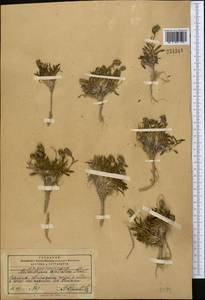 Silene uralensis subsp. apetala (L.) Bocquet, Средняя Азия и Казахстан, Памир и Памиро-Алай (M2) (Таджикистан)