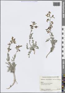 Левкой душистый (M.Bieb.) W.T.Aiton, Крым (KRYM) (Россия)