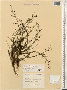 Scrophularia variegata subsp. cinerascens (Boiss.) Grau, Кавказ, Дагестан (K2) (Россия)