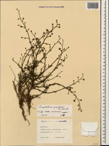 Scrophularia versicolor Boiss., Кавказ, Дагестан (K2) (Россия)