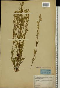 Смолевка татарская (L.) Pers., Восточная Европа, Северо-Западный район (E2) (Россия)