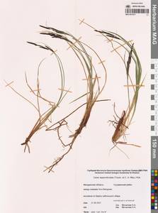 Осока придатконосная (Trautv. & C.A.Mey.) Kük., Сибирь, Чукотка и Камчатка (S7) (Россия)