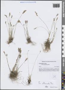 Мятлик оттянутый Trin., Сибирь, Алтай и Саяны (S2) (Россия)