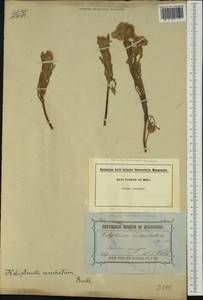 Rhodanthe moschata (A. Cunn. ex DC.) P.G. Wilson, Австралия и Океания (AUSTR) (Австралия)