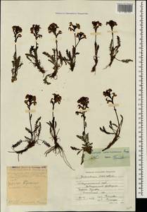 Мытник Нордманна Bunge, Кавказ, Ставропольский край, Карачаево-Черкесия, Кабардино-Балкария (K1b) (Россия)