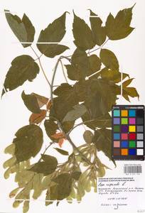 Клен ясенелистный, Клен американский L., Восточная Европа, Московская область и Москва (E4a) (Россия)