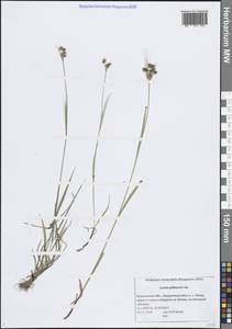 Ожика бледная Sw., Восточная Европа, Северный район (E1) (Россия)