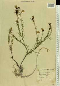 Genista tinctoria subsp. tinctoria, Восточная Европа, Северо-Украинский район (E11) (Украина)