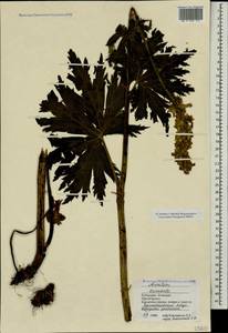 Борец восточный Mill., Кавказ, Ставропольский край, Карачаево-Черкесия, Кабардино-Балкария (K1b) (Россия)