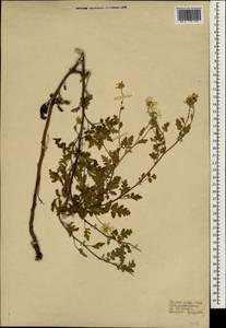 Пижма девичьелистная (Willd.) Sch.Bip., Зарубежная Азия (ASIA) (Турция)