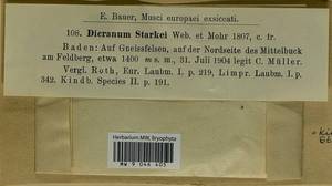 Arctoa starkei (F. Weber & D. Mohr) Loeske, Гербарий мохообразных, Мхи - Западная Европа (BEu) (Германия)