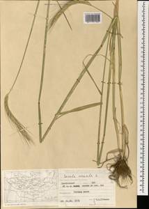 Рожь посевная L., Монголия (MONG) (Монголия)