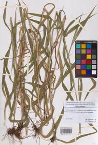 Перловник высокий L., Восточная Европа, Московская область и Москва (E4a) (Россия)