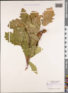 Дуб скальный (Matt.) Liebl., Кавказ, Южная Осетия (K4b) (Южная Осетия)