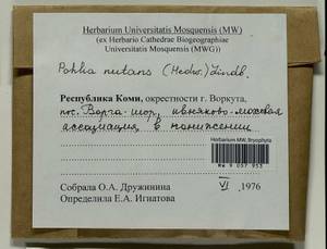 Pohlia nutans (Hedw.) Lindb., Гербарий мохообразных, Мхи - Архангельская и Вологодская области, Коми, Ненецкий АО (B7) (Россия)