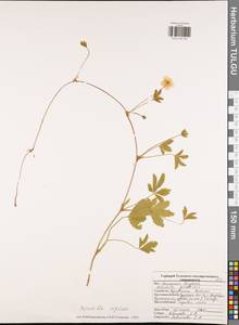 Potentilla thuringiaca subsp. goldbachii (Rupr.) Th. Wolf, Восточная Европа, Центральный район (E4) (Россия)