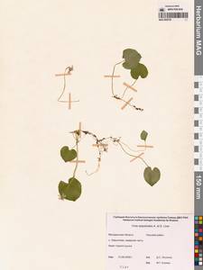 Viola epipsila subsp. repens (Turcz.) W.Becker, Сибирь, Чукотка и Камчатка (S7) (Россия)