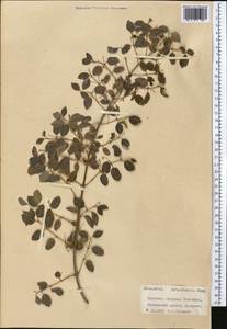 Жимолость Королькова Stapf, Средняя Азия и Казахстан, Западный Тянь-Шань и Каратау (M3) (Киргизия)