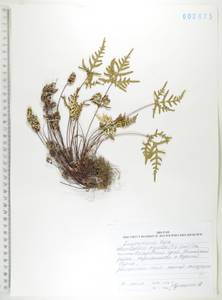 Алевритоптерис серебристый (S.G.Gmel.) Fée, Сибирь, Дальний Восток (S6) (Россия)