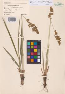 Anthoxanthum repens (Host) Veldkamp, Восточная Европа, Нижневолжский район (E9) (Россия)
