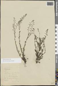 Незабудка полевая (L.) Hill, Восточная Европа, Московская область и Москва (E4a) (Россия)