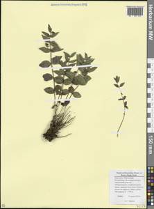 Вероника понтийская (Rupr. ex Boiss.) Wettst., Кавказ, Ставропольский край, Карачаево-Черкесия, Кабардино-Балкария (K1b) (Россия)