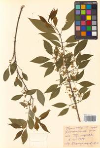 Бересклет Маака Rupr., Сибирь, Дальний Восток (S6) (Россия)