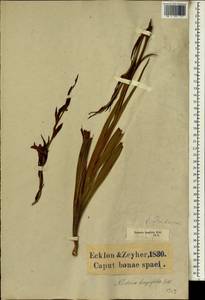 Gladiolus ecklonii Lehm., Африка (AFR) (ЮАР)