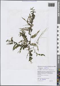 Рдест пронзеннолистный, Рдест стеблеобъемлющий L., Сибирь, Прибайкалье и Забайкалье (S4) (Россия)