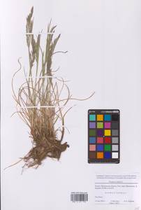 Овсяница красная L., Восточная Европа, Московская область и Москва (E4a) (Россия)