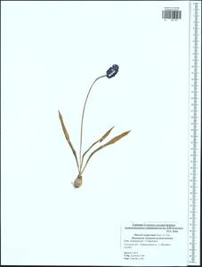 Мышиный гиацинт незамеченный Guss. ex Ten., Восточная Европа, Центральный район (E4) (Россия)