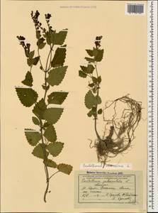 Шлемник высочайший, Шлемник высокий L., Кавказ, Абхазия (K4a) (Абхазия)