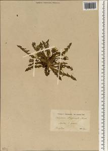 Taraxacum aleppicum Dahlst., Зарубежная Азия (ASIA) (Турция)