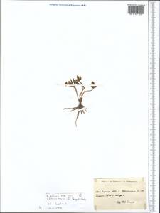Ranunculus arcticus Richardson, Средняя Азия и Казахстан, Северный и Центральный Тянь-Шань (M4) (Киргизия)
