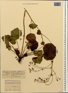 Saxifraga rotundifolia subsp. rotundifolia, Кавказ, Северная Осетия, Ингушетия и Чечня (K1c) (Россия)