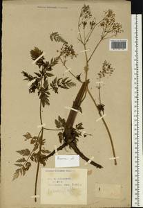 Купырь лесной (L.) Hoffm., Восточная Европа, Центральный район (E4) (Россия)