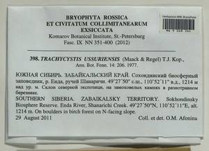 Trachycystis ussuriensis (Regel & Maack) T.J. Kop., Гербарий мохообразных, Мхи - Прибайкалье и Забайкалье (B18) (Россия)