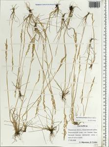 Puccinellia capillaris subsp. pulvinata (Fr.) Tzvelev, Восточная Европа, Северный район (E1) (Россия)