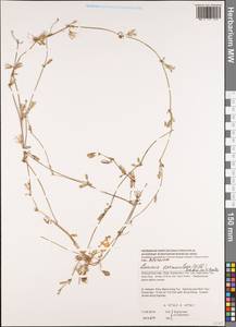 Лаунея отпрысковая (Willd.) Sch. Bip. ex Kuntze, Зарубежная Азия (ASIA) (Вьетнам)