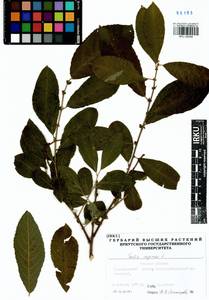 Ива козья L., Сибирь, Западная Сибирь (S1) (Россия)